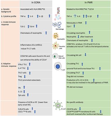 Elderly-onset rheumatoid arthritis vs. polymyalgia rheumatica: Differences in pathogenesis